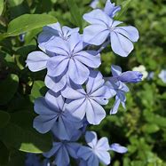 Image result for Plumbago Ground Cover Plant