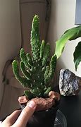 Image result for Flat Cactus Types