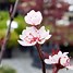 Image result for Prunus cistena