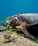 Image result for Caretta caretta