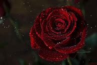 Image result for Red Rose Black Background Painting