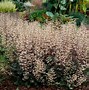 Image result for Heuchera E and I ® (EBONY AND IVORY)