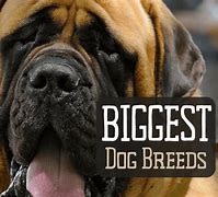 Image result for Top Ten Biggest Dogs