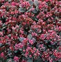 Image result for Sedum Sunsparkler Blue Elf