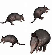 Image result for Armadillo Standing Up Meme