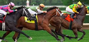 Image result for Triple Crown Horse Races