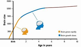 Image result for Chart Showing Evolution of the Brain