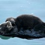 Image result for Cutest Baby Sea Otter