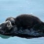 Image result for Cute Sea Otter Babies