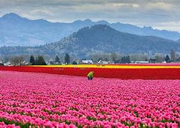 Image result for holland tulips festival