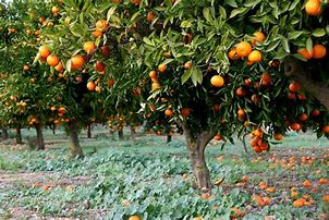 Image result for Orange Tree Pic