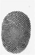 Image result for Parts of Fingerprint