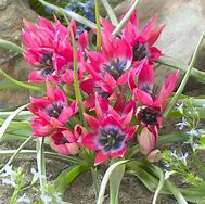Risultato immagine per Tulipa Little Beauty