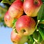 Image result for Delicious Red Apple Tree Roots