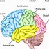 Image result for Brain Frontal Lobe