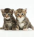 Image result for Cute Baby Cats