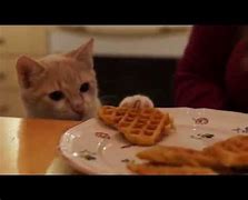 Image result for Cat Eating Waffle