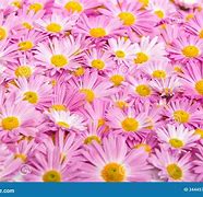 Image result for Pastel Pink and Yellow Flowers Background