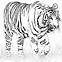 Image result for Adult Coloring Pages Full Size Printable Tiger