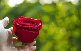 Image result for Rose Being Held