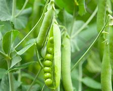 Image result for 5 Peas