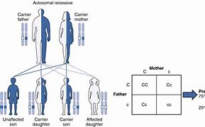 Image result for Biological Inheritance