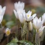 Image result for First Spring Flowers Blooming