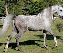 Image result for Gray Arabian Horse