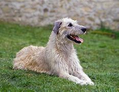 Image result for Irish Wolfhound