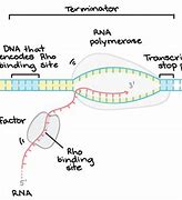 Image result for Transcription Easy Drawing