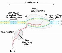 Image result for DNA Transcription Exons and Introns