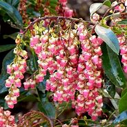 Image result for Pieris japonica Valley Valentine