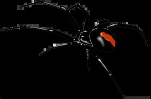 Image result for Redback Spider