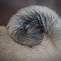 Image result for Pug Tail Mite Micke