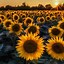 Image result for Aesthetic iMac Sunflower Wallpapers