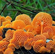 Image result for Amazing Fungi