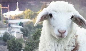 Image result for Passover Lamb Messianic