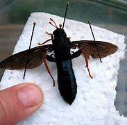 Image result for Biggest Flying Insect