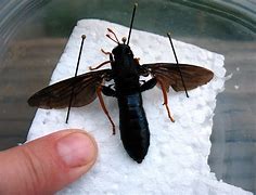 Image result for Giant Flying Bug