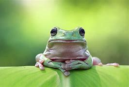 Image result for Frog Sitting