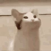 Image result for Cat Button Memes