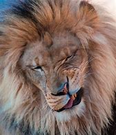 Image result for Winking Lion