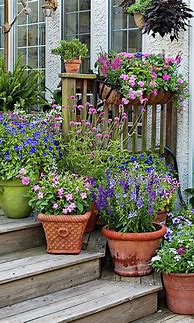 Image result for Container Gardening Plants
