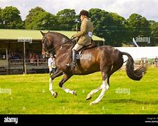 Image result for Grand Prix Horse Show Jumping