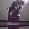 Image result for Funny Cat Animation GIF