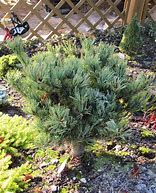 Image result for Pinus cembra x pumila M - CEM 1