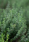 Image result for Thyme Herb