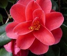 Image result for Camellia reticulata Mary Williams