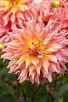 Image result for Dahlia Omega