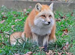 Image result for Stan Fox